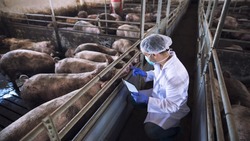 Число производства свинины и идейки выросло в Белгородской области за первое полугодие 2023 года