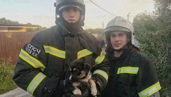 Белгородские огнеборцы вытащили щенка из горящего дома