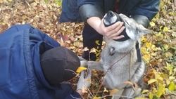 Сотрудники МЧС спасли собаку в Белгородском районе