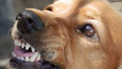 Специалисты Россельхознадзора выявили случай бешенства у собаки в Белгороде