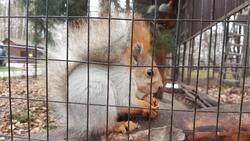 Алтайская белка вызвала умиление посетителей Белгородского зоопарка