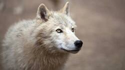 Белая волчица пополнила семью сородичей в Белгородском зоопарке