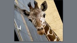 Белгородский зоопарк опроверг слухи об изготовлении чучела из жирафёнка Сафари