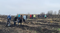 35 тысяч саженцев дуба черешчатого были высажены в Весёлой Лопани Белгородского района