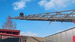 Спасатели пришли на помощь попавшему в беду коту в Алексеевке