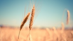 Белгородские аграрии убрали 89% отведённых под ранние зерновые культуры площадей