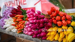 Цветочные ярмарки открылись в Белгороде