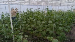 Девять хозяйств Белгородского района получили субсидию