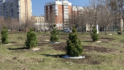 Весенняя высадка саженцев в парках Белгорода стартовала