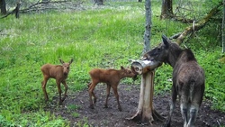 Белгородский сотрудник экоохотнадзора сфотографировал самку лося и двух её детёнышей