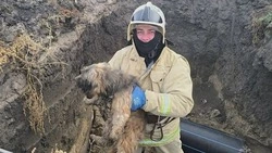 Пожарные пришли на помощь попавшей в беду собаке в Грайворонском округе