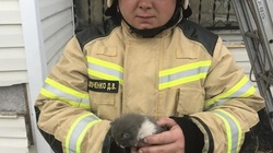 Пожарные Белгородской области спасли котёнка в Ракитном