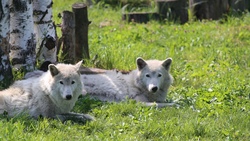 Молодая самка полярного волка поселилась в белгородском зоопарке