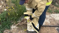 Спасатели пришли на помощь попавшему в беду косулёнку в Белгородском районе