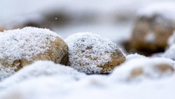 Небольшой снег придёт на территорию Белгородской области 1 февраля