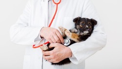 Мобильные пункты бесплатной вакцинации животных продолжили работу в Белгороде
