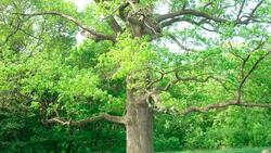 Шебекинский дуб вошёл в число 12-ти претендентов на звание «Российское дерево года»