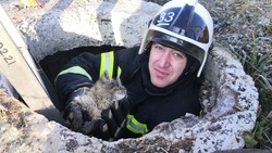 Белгородские пожарные спасли двух беззащитных котят