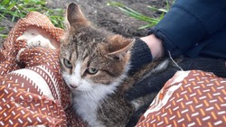Белгородские спасатели пришли на помощь коту в посёлке Таврово-2