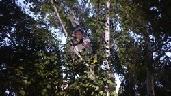 Спасатели сняли кота с дерева в Алексеевке