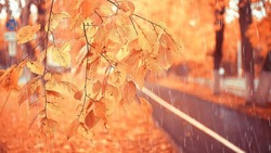 Умеренные дожди пройдут на территории Белгородской области 30 октября