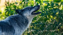 Канадская волчица поселилась в зоопарке Белгорода