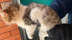 Белгородские спасатели пришли на помощь попавшему в беду коту в посёлке Дубовое
