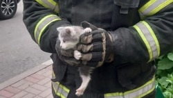 Белгородские МЧСники пришли на помощь котёнку в Губкинском городском округе