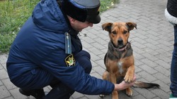 Белгородские судебные приставы посетили приют для бездомных животных