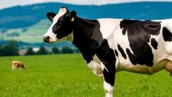 «Розовый глаз» у коров: ветеринары предупреждают о летней угрозе для крупного рогатого скота