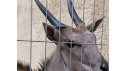 Самая крупная в мире антилопа прибыла в белгородский зоопарк
