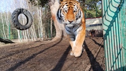 Открытие белгородского зоопарка перенесли на 2 недели