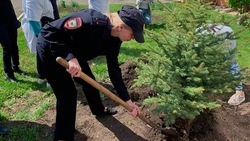 Белгородские полицейские приняли участие в высадке деревьев на Аллее Памяти