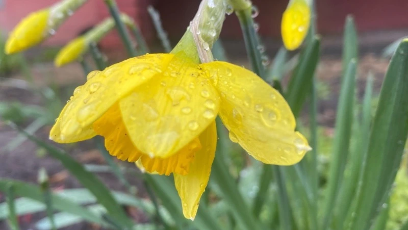 Кратковременные дожди ожидаются в Белгородской области в пятницу