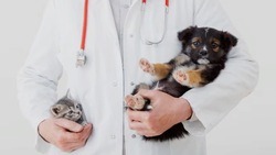 Специалисты вакцинировали от бешенства более 430 тыс. животных в Белгородской области в 2023 году