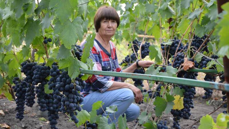Сайты виноградарей. Ульяновский Виноградарь Данилюк.