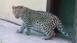 Белгородский зоопарк пополнился самкой леопарда