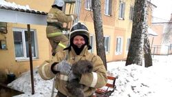 Сотрудники белгородского МЧС спасли кошку