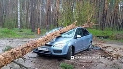 Белгородские спасатели ликвидировали последствия сильного ветра