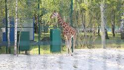 Молодой жираф Сафари подрос и похорошел в Белгородском зоопарке