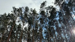 Туман ожидается в Белгородской области 27 февраля