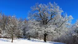 Снег припорошил деревья в Дубовом в минувшие выходные