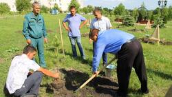 «Русский лес» в посёлке Майский Белгородского района прирастёт двадцатью кедрами