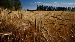 Белгородские аграрии завершили уборку озимой пшеницы
