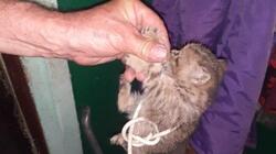 Спасатели вызволили котёнка из подпола в Грайвороне