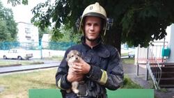 Пожарные спасли щенка и кошку из западни в Губкине